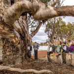 Murray River Calperum Station